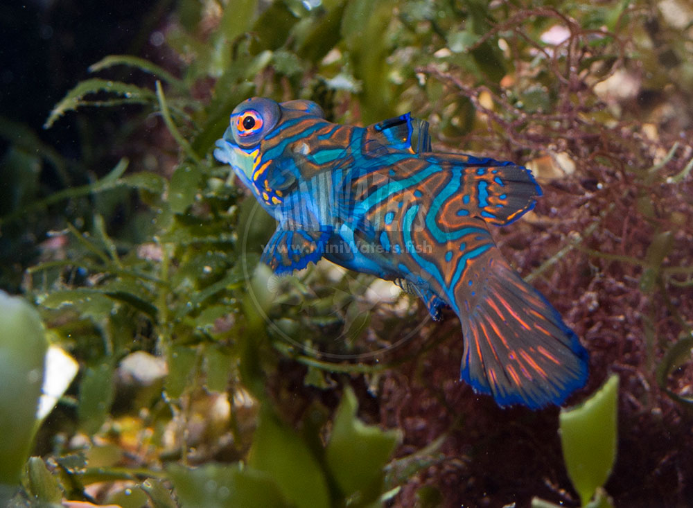 Female <em>Synchiropus splendidus</em> like this can be hard to find, and are not generally in good exceptional condition (like this one here) when fresh through the chain of custody. Conditioning this spawning-ready female took months of meticulous husbandry.