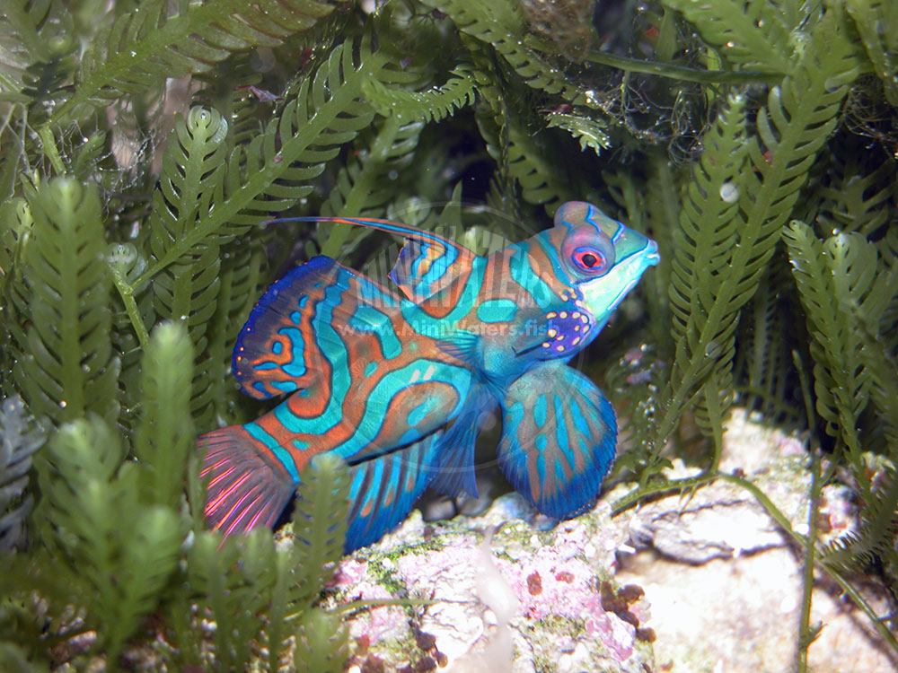 A well-conditioned breeding male Green Mandarin, Synchiropus splendidus. I got into Mandarins under the rumor that they were useful in controlling "Red Planaria" in marine tanks. Never saw them eat those, but it did set me down a path of truly revisiting how these fish should be cared for in captivity.