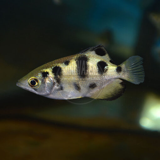 Toxotes cf. chatareus "Largescale Archerfish"
