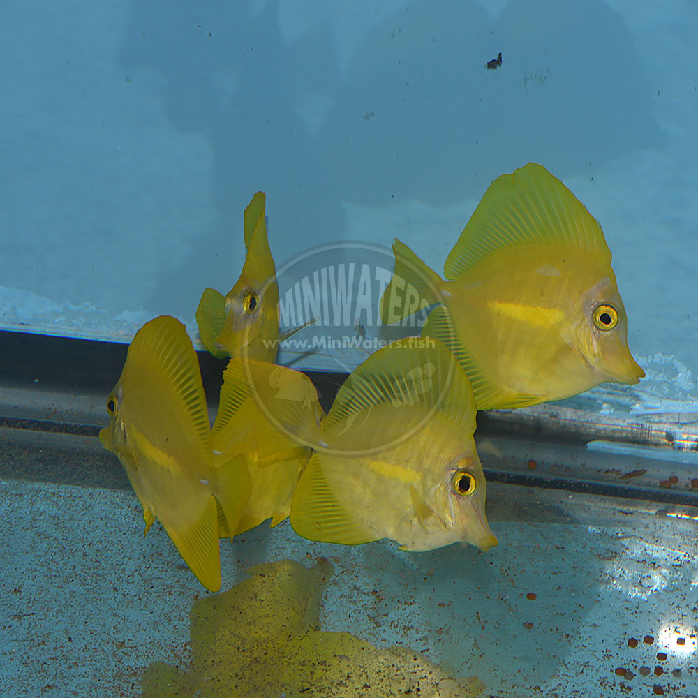 The first captive-bred Yellow Tangs to grace the tanks at MiniWaters.FISH! Spawned and reared by the team at the Oceanic Institute of Hawaii Pacific University