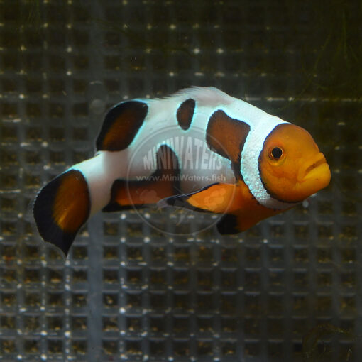 Amphiprion ocellaris "Fancy White" DA, 2 connections showing on the right flank