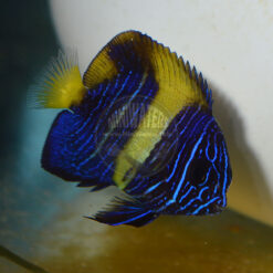 Pomacanthus asfur "Asfur Angelfish", captive-bred, juvenile, small
