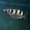 Toxotes jaculatrix "Banded Archerfish"