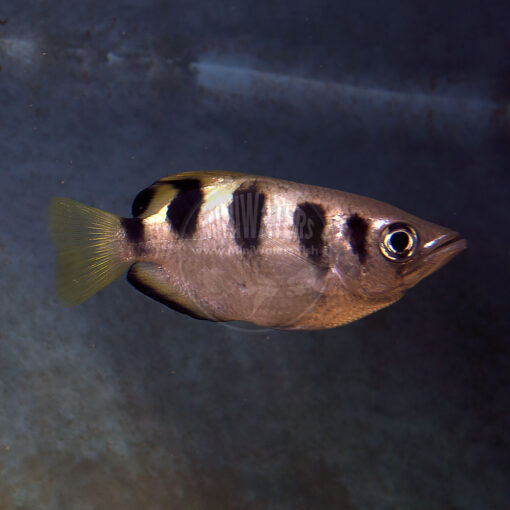 Toxotes jaculatrix "Banded Archerfish"