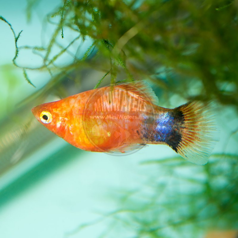 Xiphophorus maculatus hybrid 