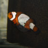 Amphiprion ocellaris "Snowflake" Clownfish