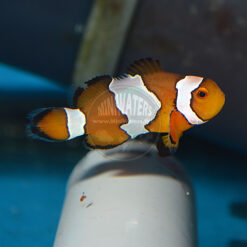 Amphiprion ocellaris "Snowflake" Clownfish