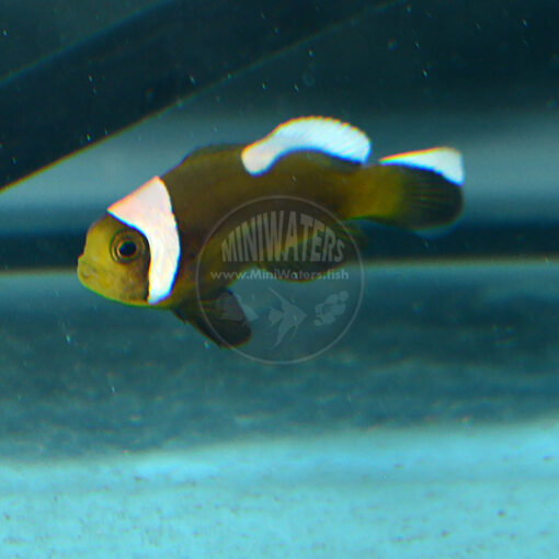 Amphiprion polymnus "Brown Saddleback" Clownfish, SA
