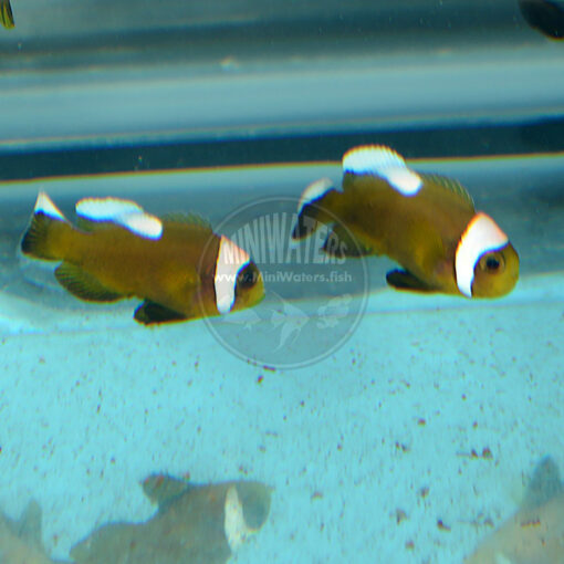 Amphiprion polymnus "Brown Saddleback" Clownfish, SA