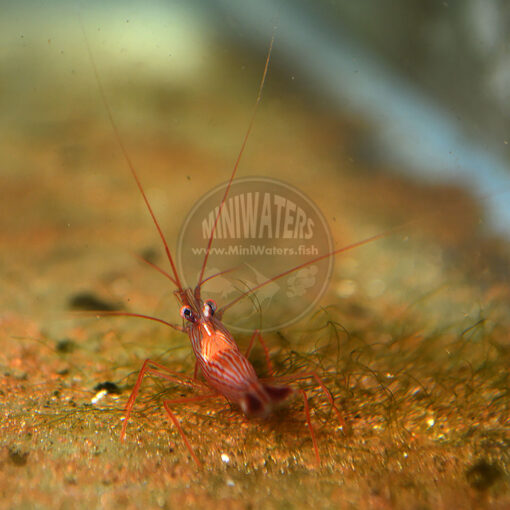 Lysmata boggessi "Peppermint Shrimp", captive-bred, SA