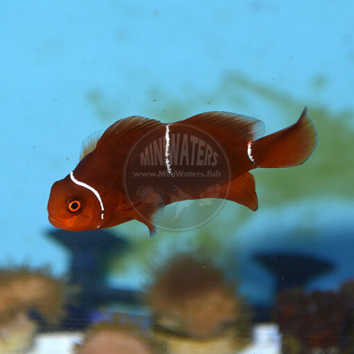 Premnas biaculeatus "White Stripe Maroon Clownfish" PNG, F1, female in the pair