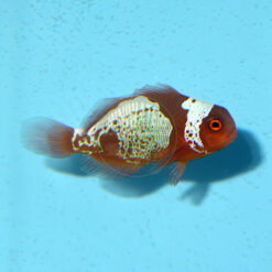 Premnas biaculeatus "Lightning Maroon Clownfish" PNG, F1, male in the pair