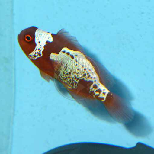 Premnas biaculeatus "Lightning Maroon Clownfish" PNG, F1, male in the pair