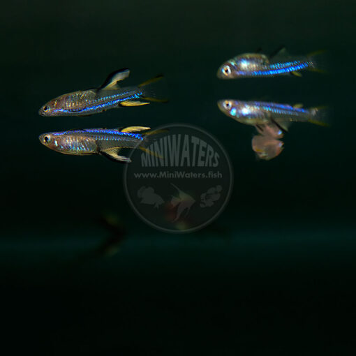 Pseudomugil cyanodorsalis "Blueback Blue-eye Rainbowfish"
