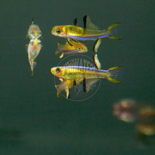 Pseudomugil cyanodorsalis "Blueback Blue-eye Rainbowfish"