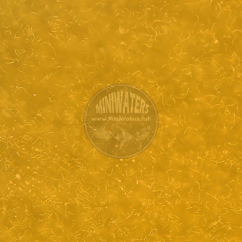 Tubatrix aceti Vinegar Eel Starter Culture Shop MiniWaters.FISH Online Aquarium & Vivarium