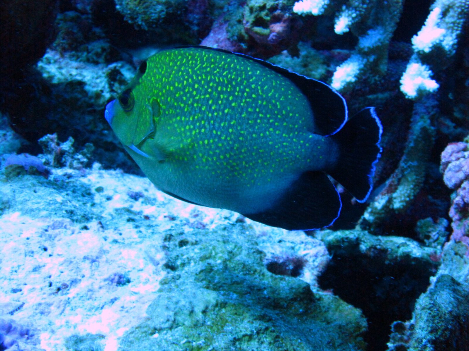 Golden spotted angelfish (Apolemichthys xanthopunctatus) - Location: Pacific Remote Islands, Howland Island Photo Date: 2010 Photographer: Kevin Lino NOAA/NMFS/PIFSC/ESD - CC-BY-2.0