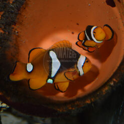 Amphiprion percula F1 Proven Pair, WYSIWYG, 7-6-16