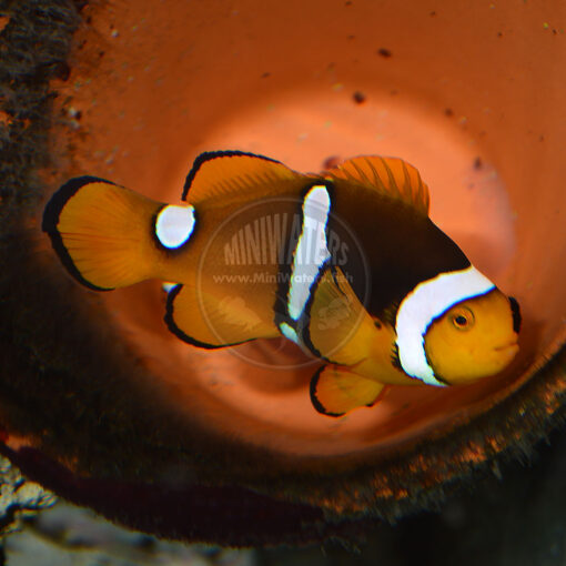 Amphiprion percula F1 Proven Pair, WYSIWYG, 7-6-16