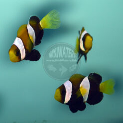 Amphiprion clarkii "Ningaloo Australian Black Clarkii Clownfish" juveniles, SA