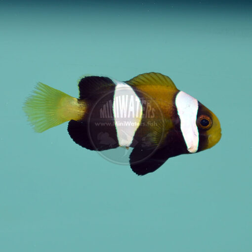 Amphiprion clarkii "Ningaloo Australian Black Clarkii Clownfish" juvenile, SA
