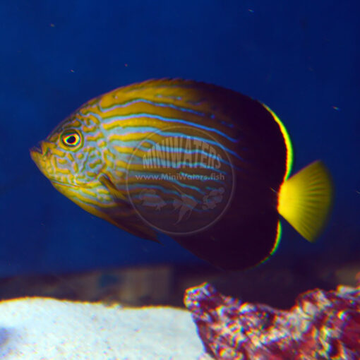 Chaetodontoplus cephalareticulatus "Maze Angelfish", adult, captive-bred