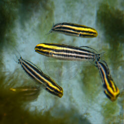 Meiacanthus grammistes "Striped Blenny", captive-bred, Proaquatix