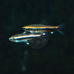 Nannostomus beckfordi "Red Beckford's Pencilfish"