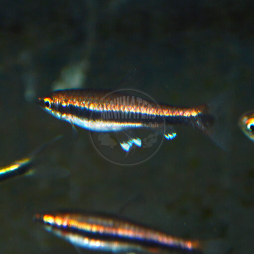 Nannostomus beckfordi "Red Beckford's Pencilfish"