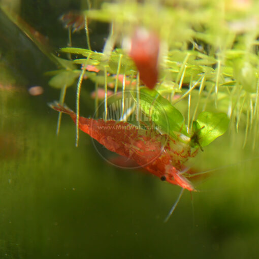 Neocaridina davidi "Red Cherry Shrimp"