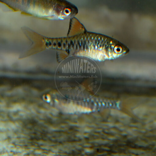 Oliotius oligolepis "Checkboard Barb", male above, possible female (or juvenile male) below