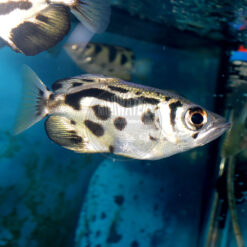 Toxotes blythii "Clouded Archerfish"