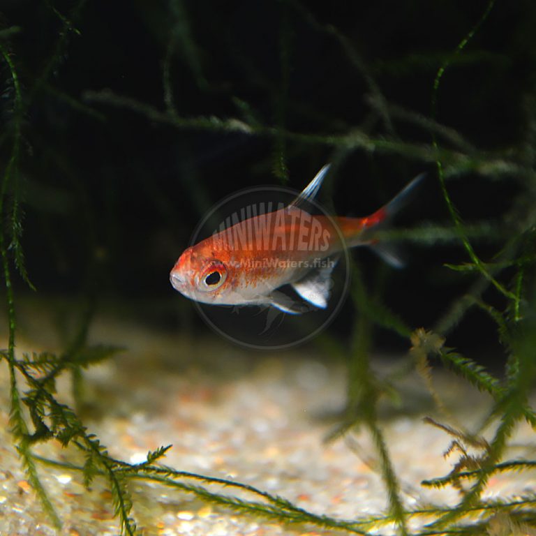 Axelrodia riesei “Ruby Tetra” - Shop MiniWaters.FISH - Online Aquarium