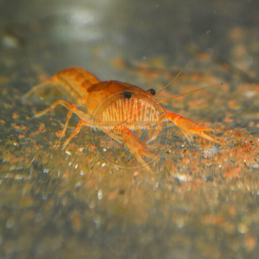 Cambarellus patzcuarensis "Mexican Dwarf Orange Crayfish" aka. CPO