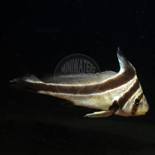 Equetus lanceolatus 'Jackknife Fish", captive-bred, Proaquatix