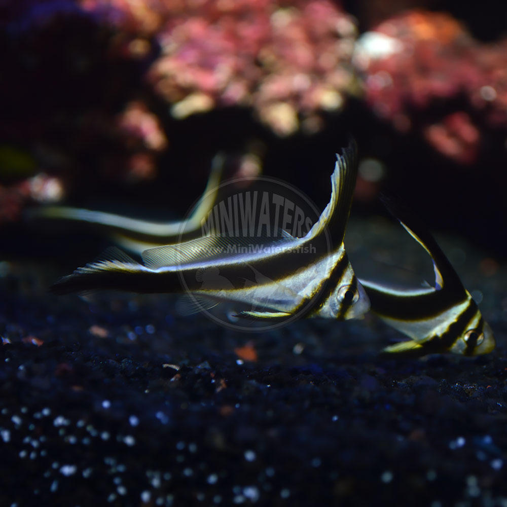 Equetus lanceolatus 'Jackknife Fish", captive-bred, Proaquatix - the 2017 crop was on display at MACNA in New Orleans at the end of August.