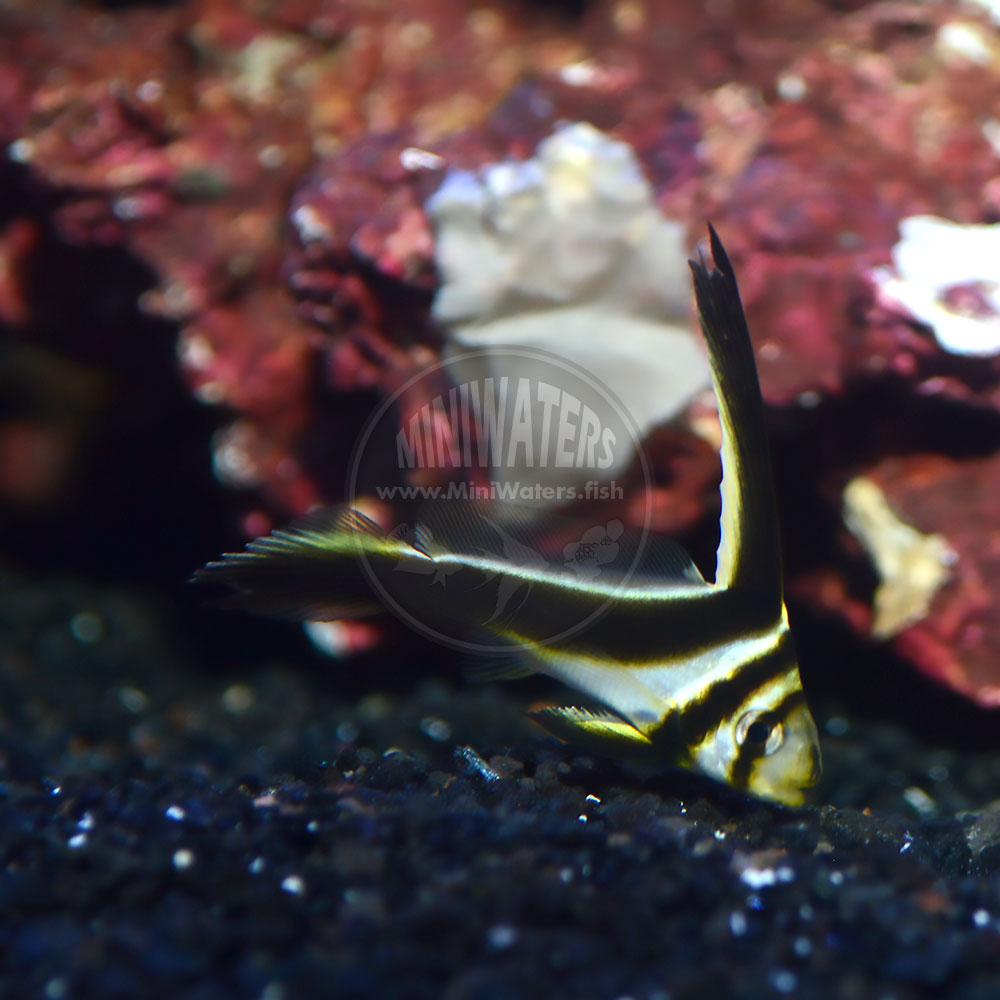 At 2", these captive-bred Equetus lanceolatus 'Jackknife Fish" from Proaquatix are just PERFECT. Get yours today!