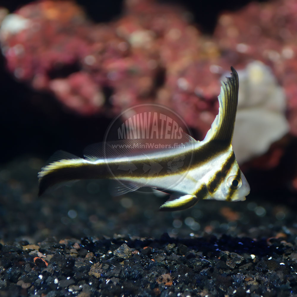 At 2", these captive-bred Equetus lanceolatus 'Jackknife Fish" from Proaquatix are just PERFECT. Get yours today!