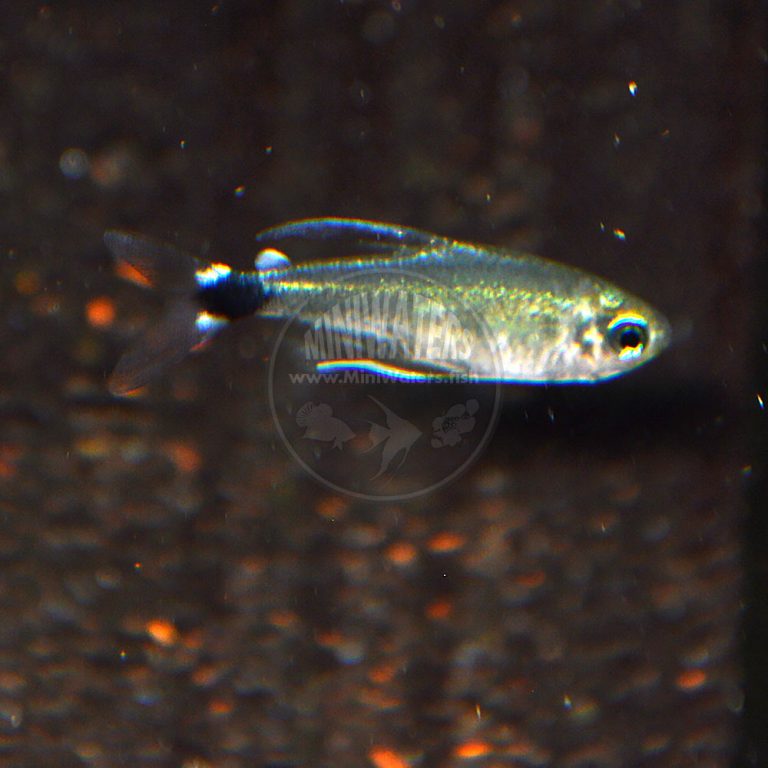 Hyphessobrycon sp. HY511 "Candy Cane Tetra" Shop MiniWaters.FISH