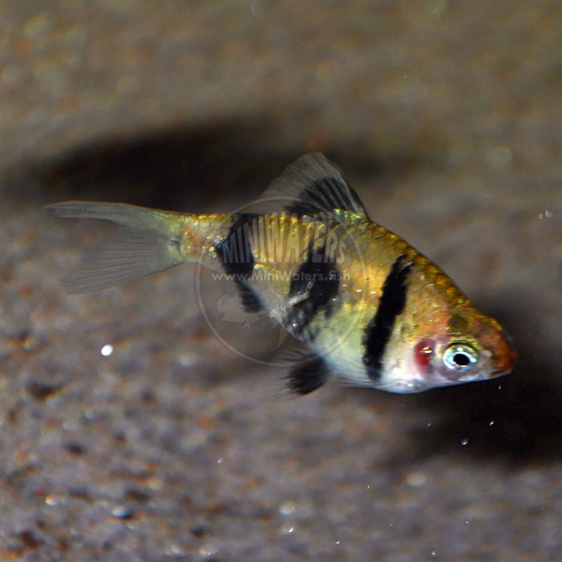 Haludaria fasciata "Melon Barb" Shop MiniWaters.FISH Online