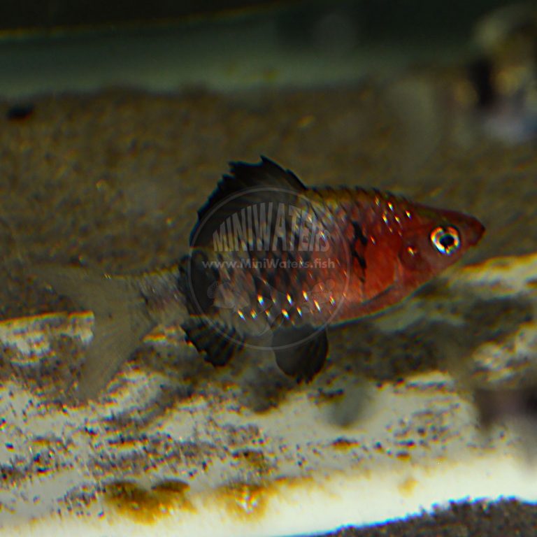 Haludaria fasciata "Melon Barb" Shop MiniWaters.FISH Online