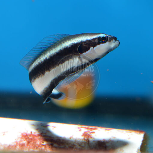 Pseudochromis sankeyi "Striped Dottyback" Proaquatix