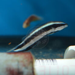 Pseudochromis sankeyi "Striped Dottyback" Proaquatix