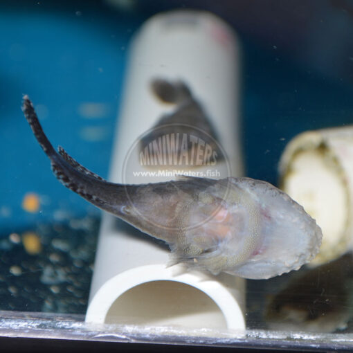 Gobiesox punctulatus "Stippled Clingfish" captive-bred