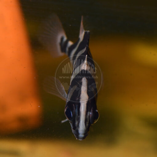 Datnoides microlepis "Tiger Datnoid"
