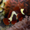 Premnas sp. epigrammata "Goldflake Maroon" Clownfish, ORA, adult.