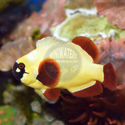 Premnas sp. epigrammata "Gold Nugget Maroon" Clownfish, ORA, adult