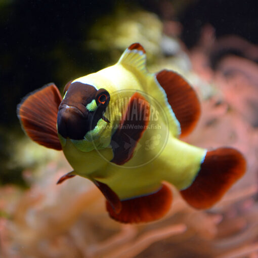 Premnas sp. epigrammata "Gold Nugget Maroon" Clownfish, ORA, adult