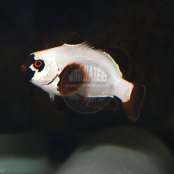 Premnas sp. epigrammata "Gold Nugget Maroon" Clownfish, Proaquatix, juvenile