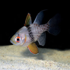 Sphaeramia nematoptera "Pajama Cardinalfish", captive-bred, Biota